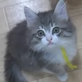 ノルウェージャンフォレストキャット【茨城県・女の子・2025年7月25日・ブルーマッカレルタビー&ホワイト】の写真7