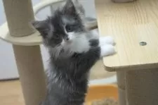 ノルウェージャンフォレストキャット【茨城県・女の子・2025年7月18日・ブラックスモーク&ホワイト】の写真2