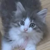 ノルウェージャンフォレストキャット【茨城県・女の子・2025年7月9日・ブルーマッカレルタビー&ホワイト】の写真7