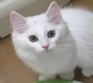 ノルウェージャンフォレストキャット【茨城県・女の子・2025年7月1日・ホワイト】の写真4