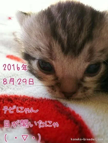 ID：1608-00821の子猫