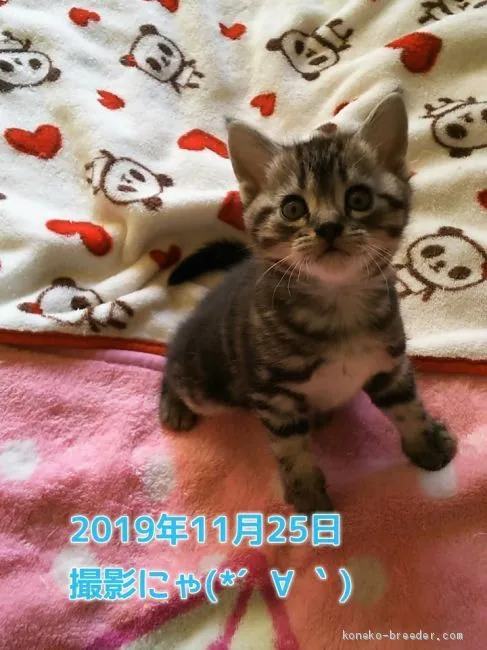 T.B 様のお迎えした子猫