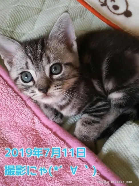 ID:1906-01116の子猫