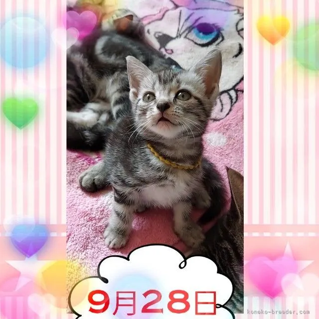 zora 様のお迎えした子猫