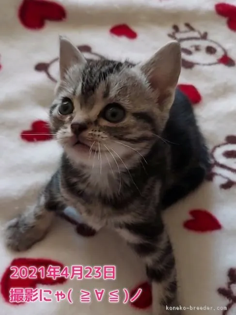 ID:2104-00570の子猫