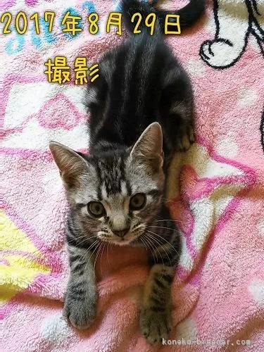 ID：1706-01390の子猫