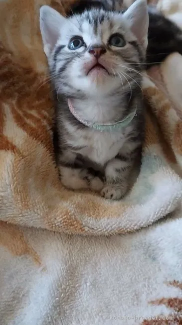 ココア 様のお迎えした子猫