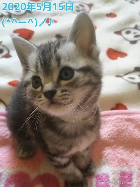 ID：2004-01755の子猫