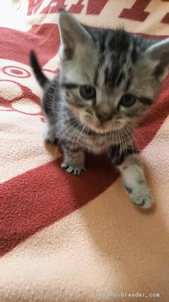 ID:1702-00337の子猫