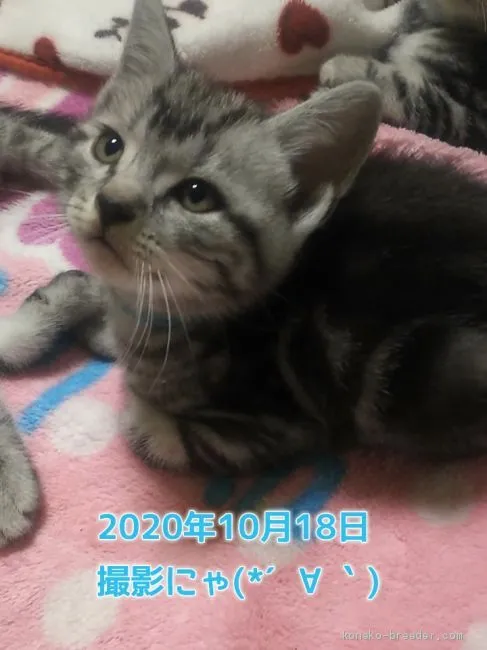ID：2009-00565の子猫