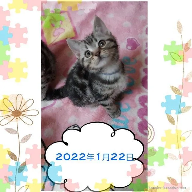 ID：2112-00638の子猫
