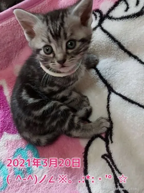ID：2102-01650の子猫
