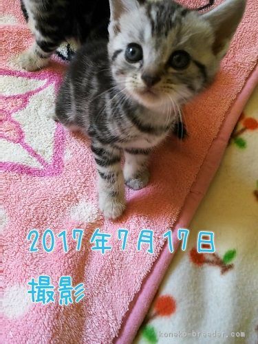 ID:1706-01131の子猫