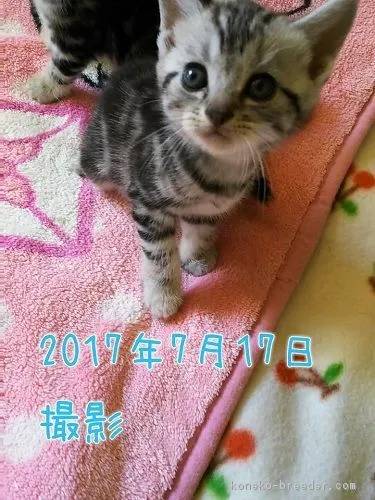 ジャンのママ 様のお迎えした子猫