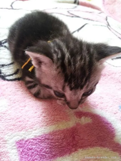 ID：1605-00119の子猫