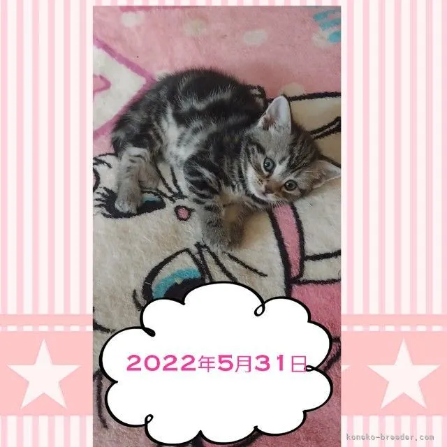 ID：2205-00688の子猫