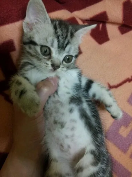 ID:1404-00407の子猫