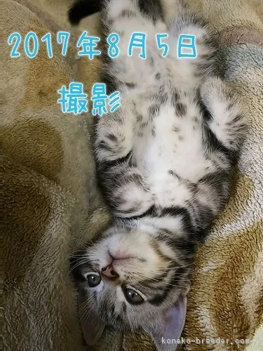 ID：1706-00909の子猫