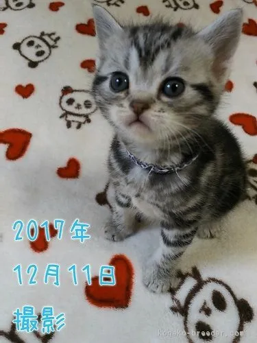 ID：1711-00910の子猫