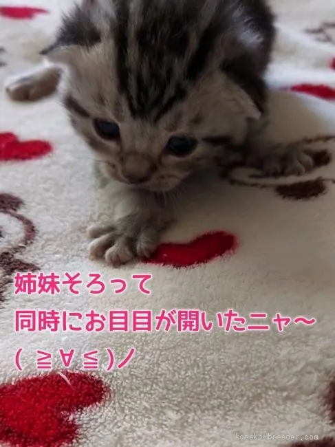 Y.K 様のお迎えした子猫