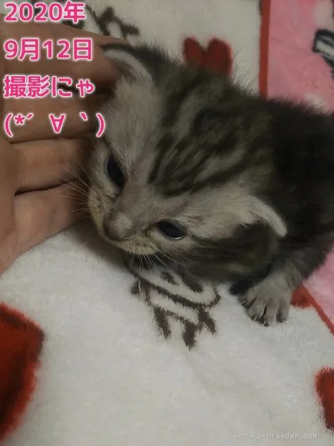 ID：2009-00806の子猫