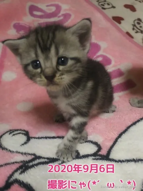 ID：2008-02066の子猫
