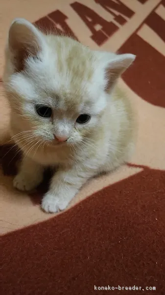 ゆうりん 様のお迎えした子猫