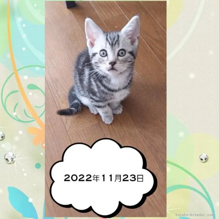 ID：2211-02153の子猫