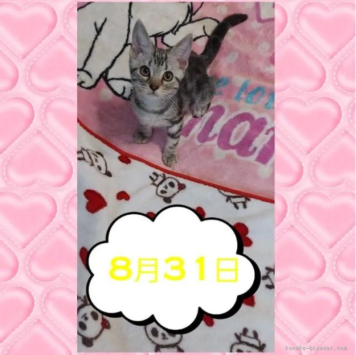 ID：2208-03170の子猫