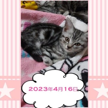 アメリカンショートヘア【鹿児島県・女の子・2023年2月7日・シルバータビー（シルバータビー）】の写真「巣箱から真っ先にとび出し元気です★」