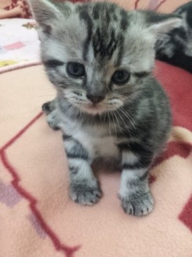 アメリカンショートヘア【鹿児島県・女の子・2014年9月4日・シルバータビー（シルバータビー）】の写真「まだ産れて最近、目があきました」