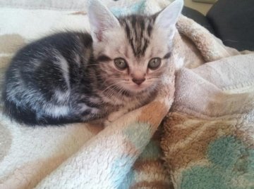 アメリカンショートヘア【鹿児島県・女の子・2014年3月25日・シルバータビー】の写真「他の兄弟(姉妹)に比べておしとやかな感じです☆」