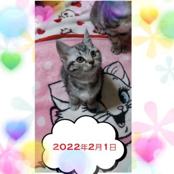 アメリカンショートヘア【鹿児島県・女の子・2021年11月21日・シルバータビー（シルバータビー）】の写真「女の子は２匹だけなので、お早めに★」