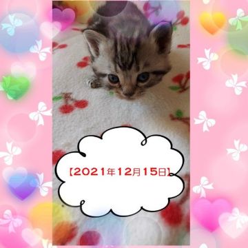 アメリカンショートヘア【鹿児島県・女の子・2021年11月21日・シルバータビー（シルバータビー）】の写真「お目目が開いたばかりです☆」