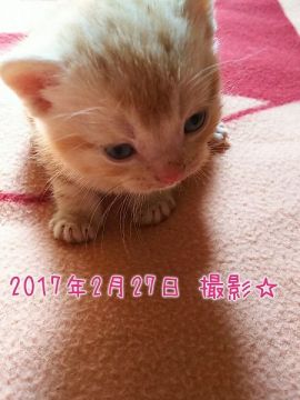 アメリカンショートヘア【鹿児島県・男の子・2017年2月1日・カメオタビー】の写真「スクスク育ってます＾＾」