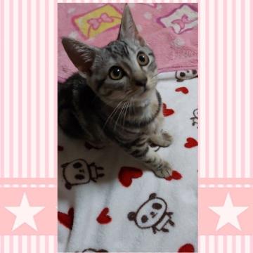 アメリカンショートヘア【鹿児島県・女の子・2022年4月22日・シルバータビー（シルバータビー）】の写真「女の子らしく、やわらかい感じの表情です⭐」