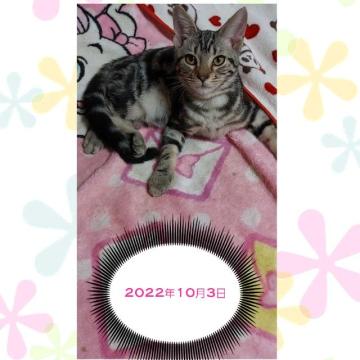 アメリカンショートヘア【鹿児島県・男の子・2022年5月21日・シルバータビー（シルバータビー）】の写真「スクスク成長中です＾＾」
