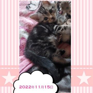 アメリカンショートヘア【鹿児島県・女の子・2022年9月29日・シルバータビー（シルバータビー）】の写真「女の子らしく、やわらかい感じの表情です＾＾」