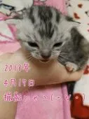 アメリカンショートヘア【鹿児島県・女の子・2018年4月2日・】の写真1「スクスク成長しています＾＾【４月１７日　撮影】」