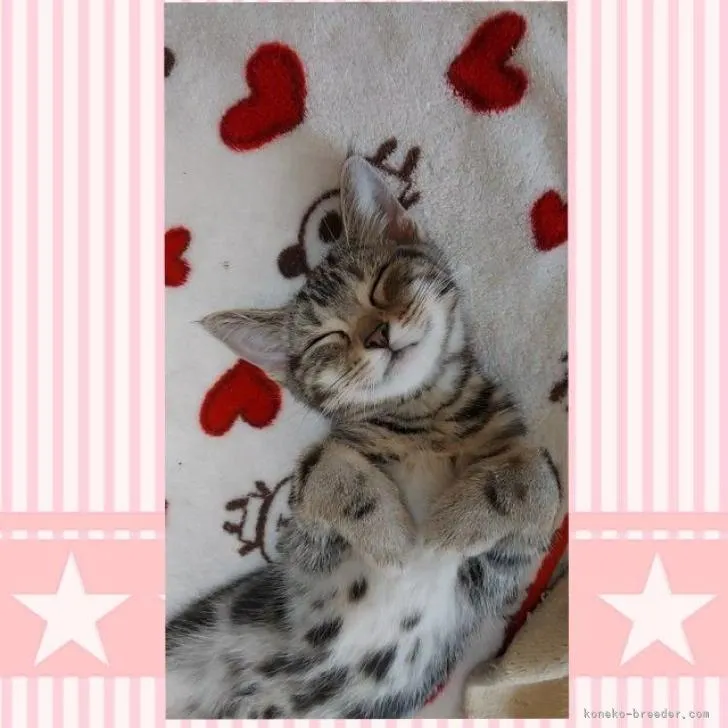 ID：2205-00686の子猫