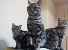 アメリカンショートヘア【鹿児島県・男の子・2016年4月13日・シルバータビー】の写真2「真ん中がパパ猫にゃ(^^♪」