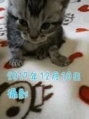 アメリカンショートヘア【鹿児島県・男の子・2017年11月20日・】の写真3「はいポーズ【１2月５日　撮影】」