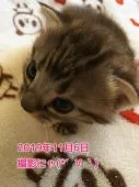 アメリカンショートヘア【鹿児島県・男の子・2019年10月19日・シルバータビー】の写真4「お耳も目もパッチリしてきたかな＾＾【１１月６日　撮影】」