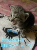 アメリカンショートヘア【鹿児島県・男の子・2020年8月14日・シルバータビー】の写真4「お耳も立ってきました☆【９月２日撮影】」