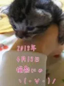アメリカンショートヘア【鹿児島県・男の子・2018年4月7日・】の写真4「２０１８年４月１８日　撮影」