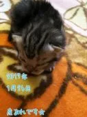 アメリカンショートヘア【鹿児島県・女の子・2017年1月26日・】の写真4「まだまだヨチヨチ歩きです☆【２月３日　掲載】」