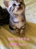アメリカンショートヘア【鹿児島県・女の子・2017年11月20日・】の写真5「スクスク成長中☆【１２月２１日　撮影】」