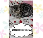 アメリカンショートヘア【鹿児島県・男の子・2022年5月17日・】の写真5「美猫に成長中です＾＾【２０２３年３月５日】」