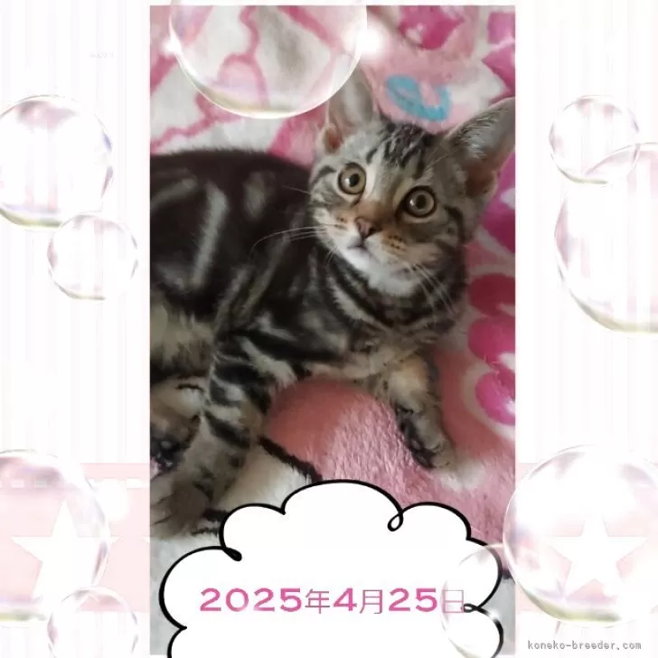 ID：2503-01297の子猫