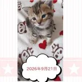 アメリカンショートヘア